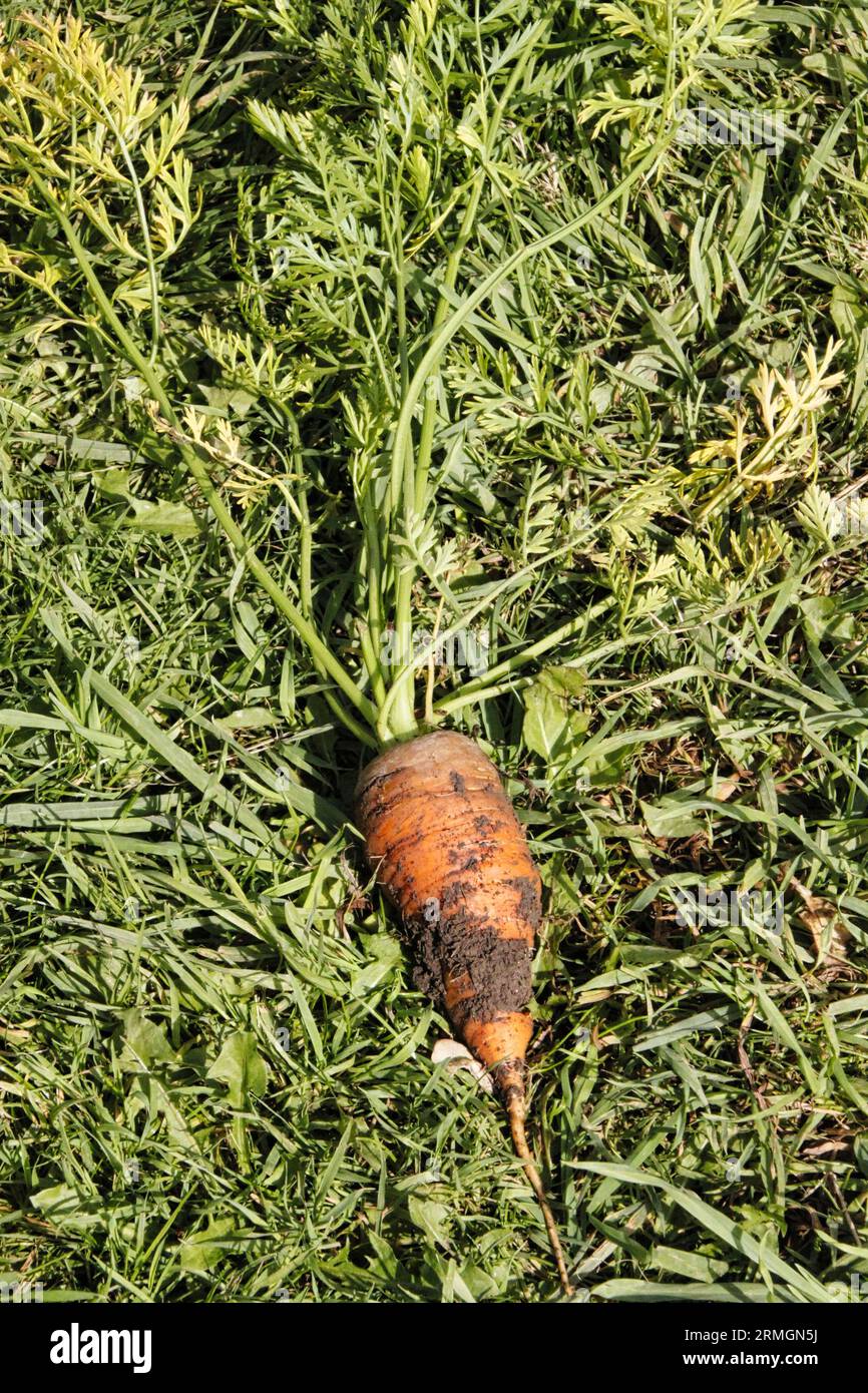 Freshly picked carrot lying on grass on British allotment in late summer Stock Photo