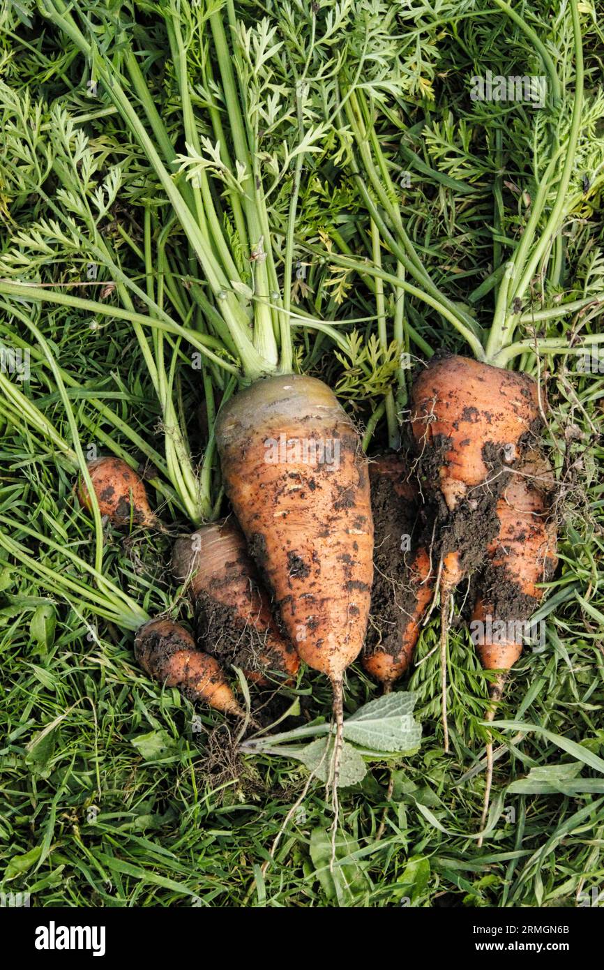 Freshly picked carrot lying on grass on British allotment in late summer Stock Photo