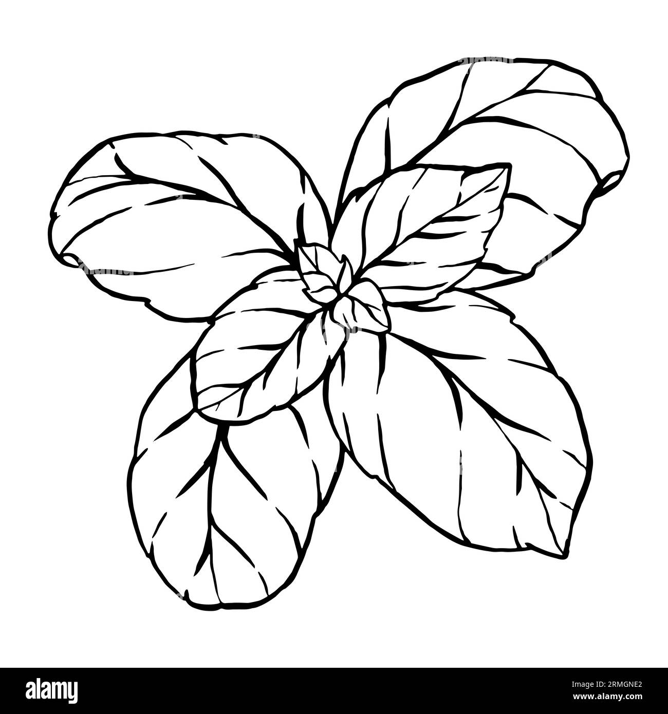 Hand drawn sketch black and white set of basil, leaf. Vector