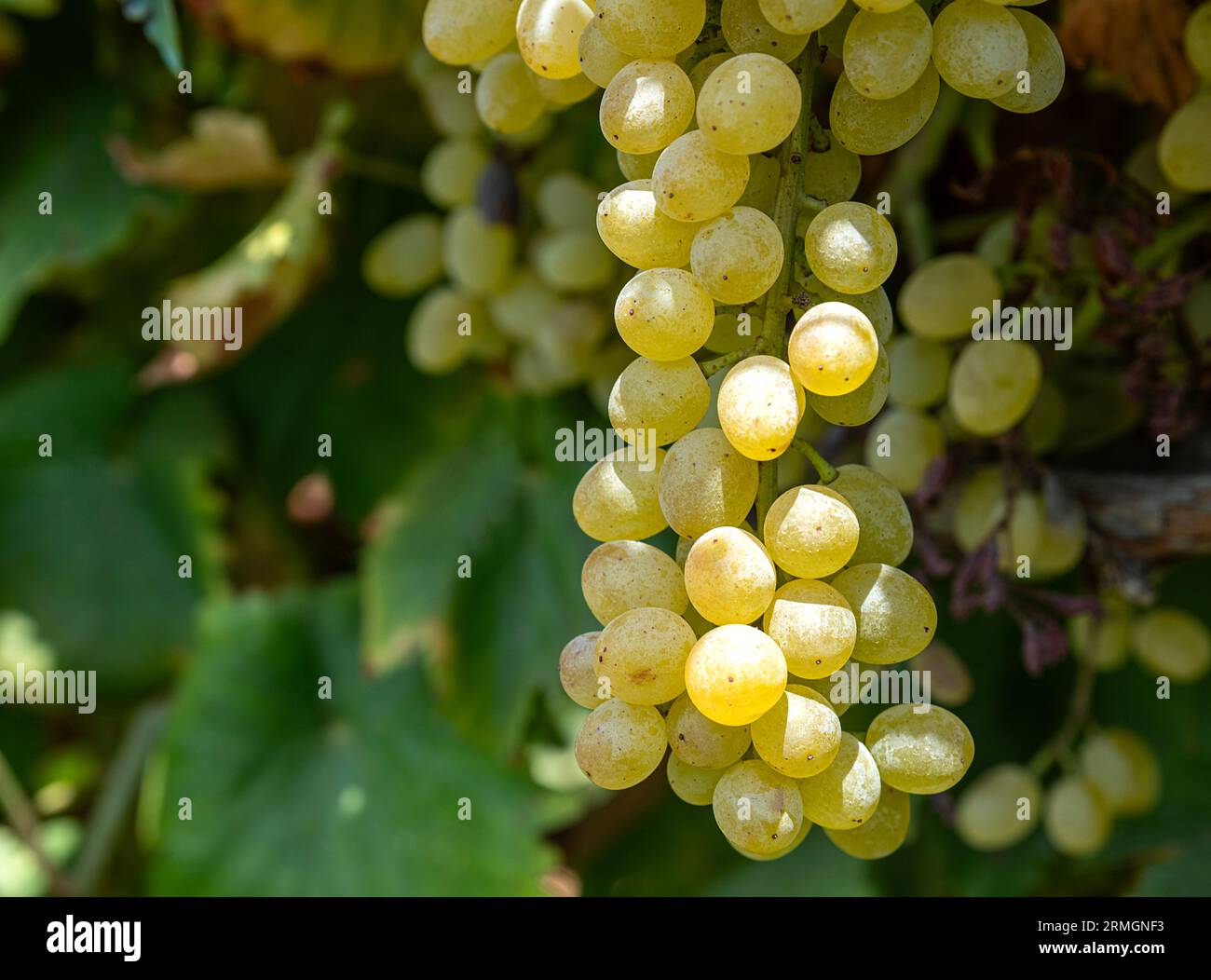 Sun dried field natural process hi-res stock photography and images - Alamy