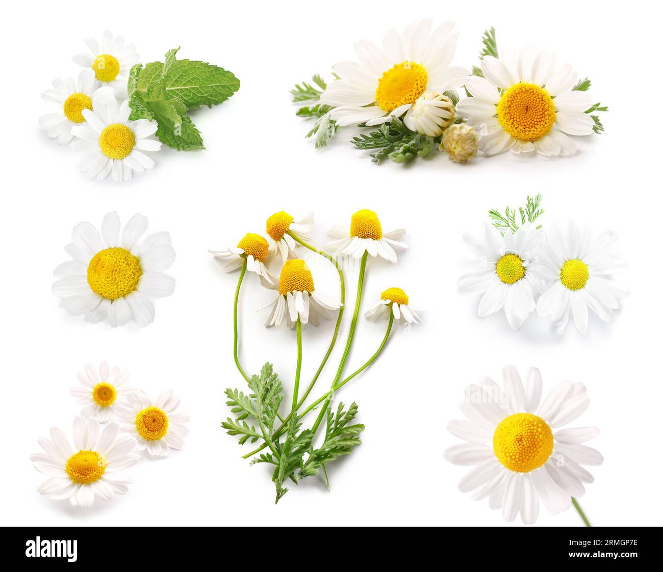 Set of fresh chamomile flowers on white background Stock Photo - Alamy