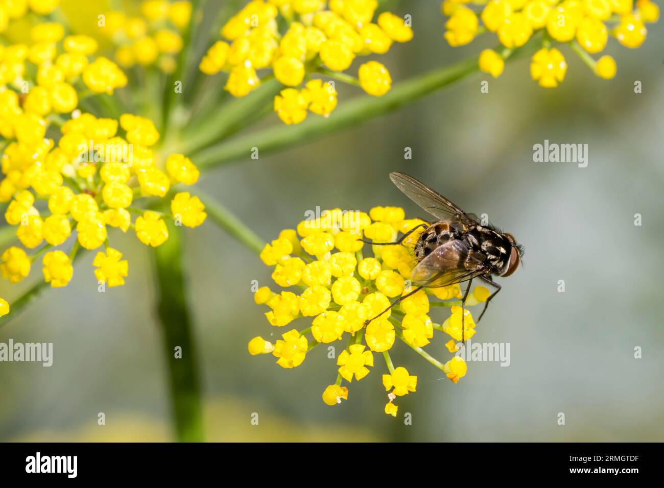 A blow fly on wild fennel. Stock Photo