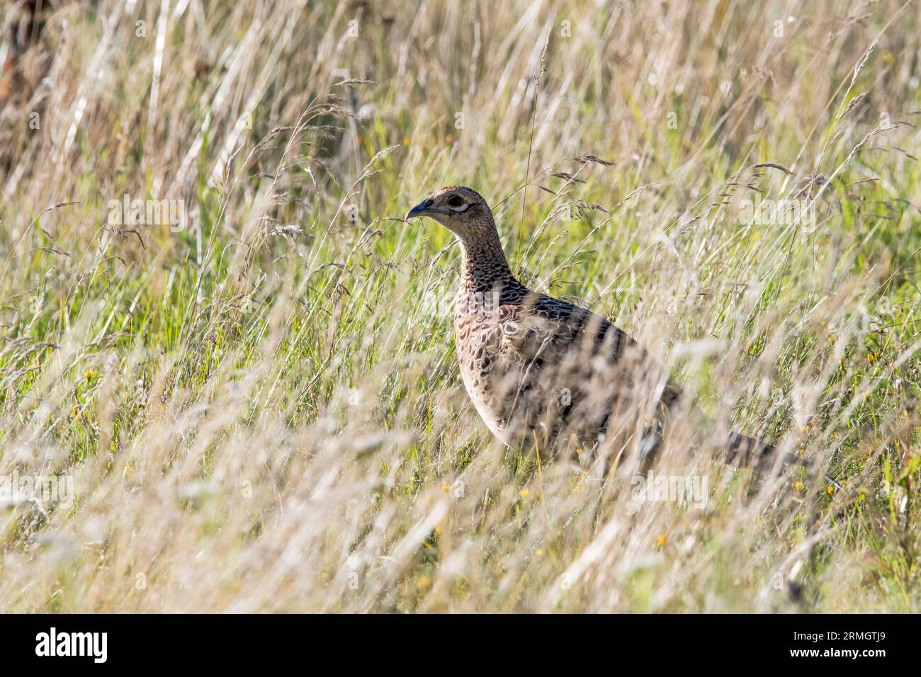 Female or hen pheasant, Phasianus colchicus, in long grass, Norfolk. Stock Photo