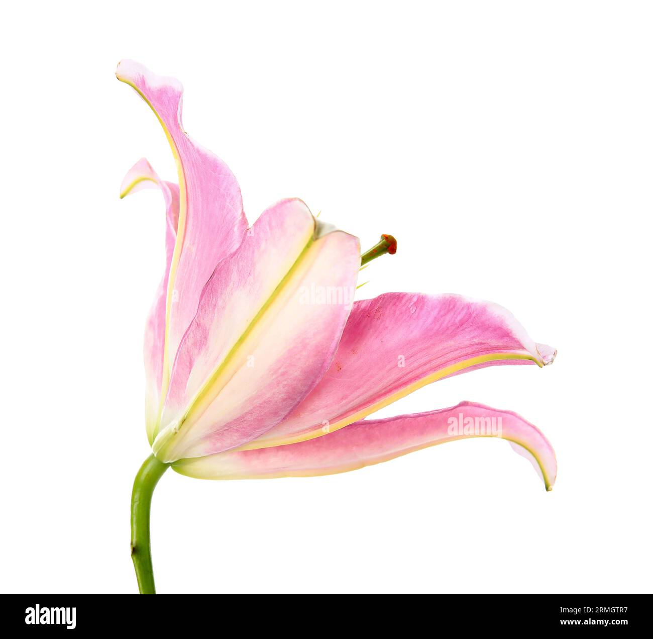 Beautiful lily flower on white background Stock Photo - Alamy