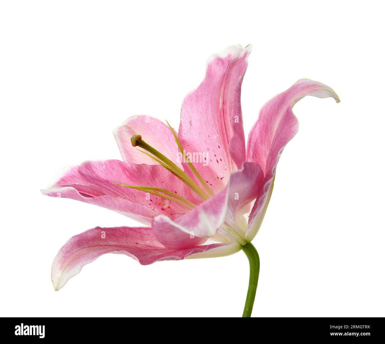 Beautiful lily flower on white background Stock Photo - Alamy