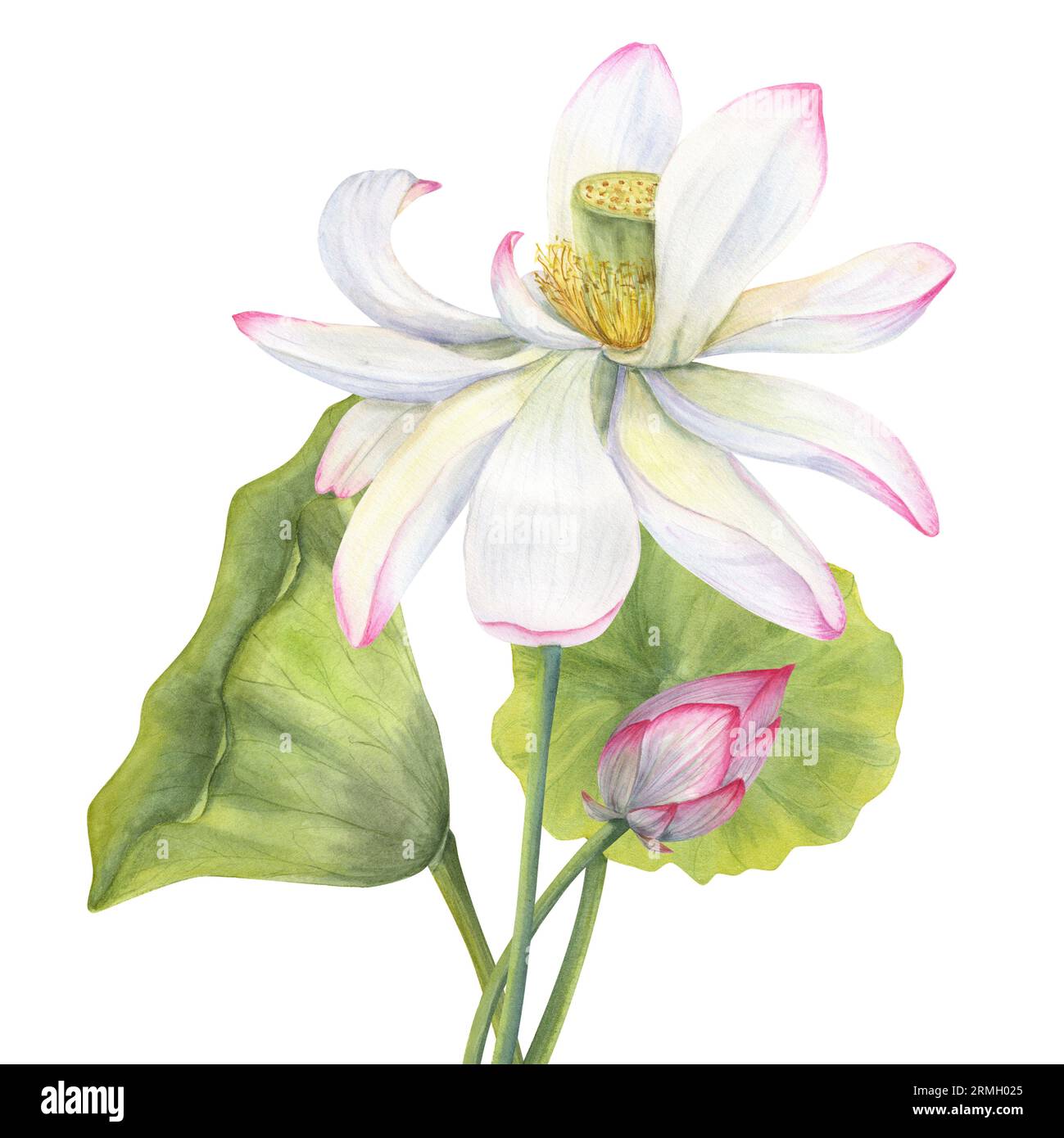 Set of pink Lotus flower, Bud and Leaf. Delicate blooming Water Lily. Floral elements. Watercolor illustration isolated on white background. Hand draw Stock Photo