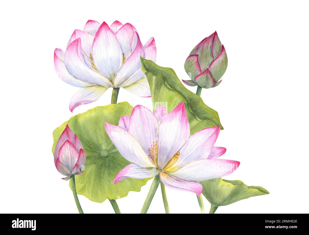 Composition with pink Lotus flower, Bud and Leaves Delicate blooming Water Lily. Watercolor illustration isolated on white background. Hand drawn set Stock Photo