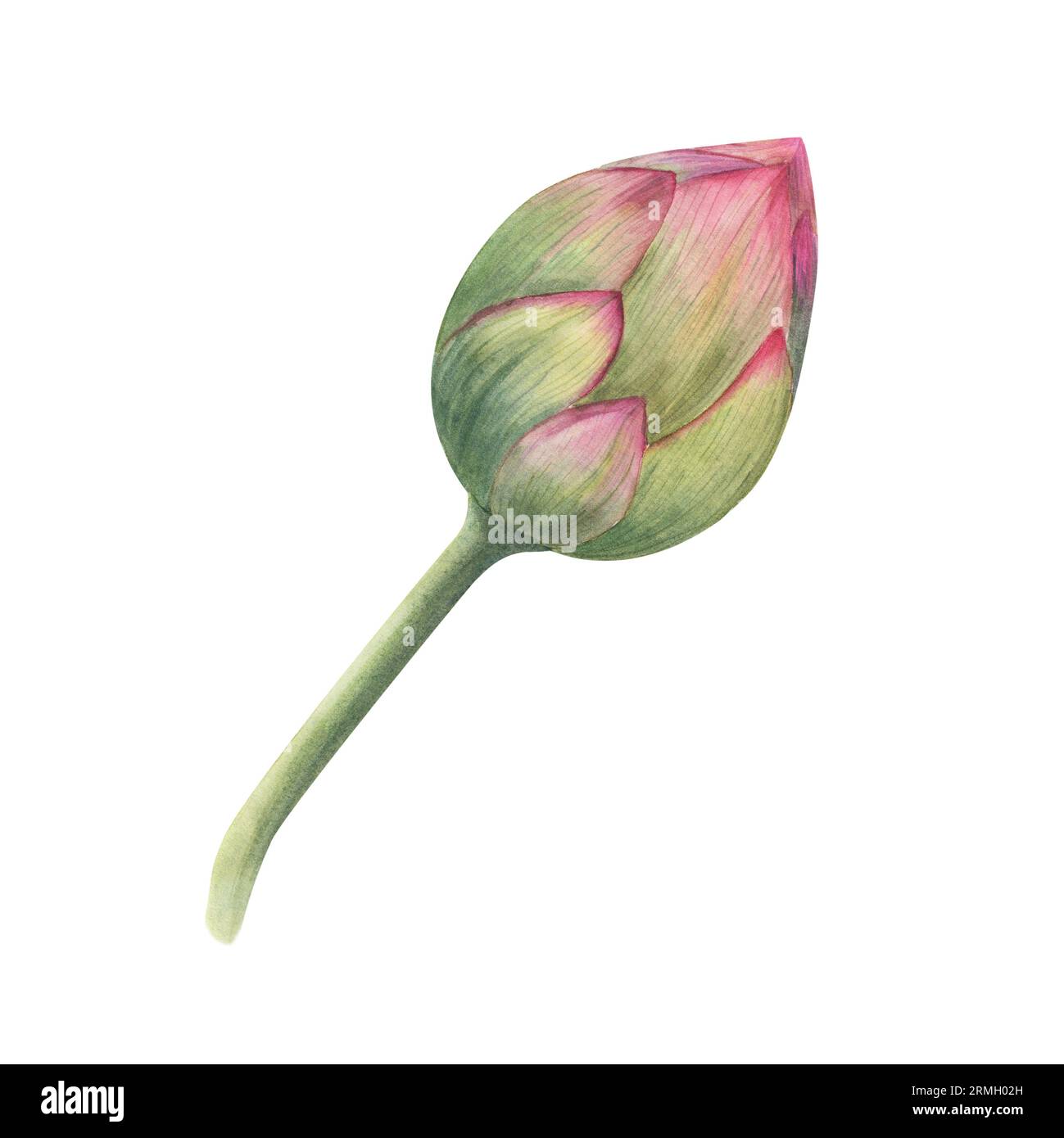 Lotus bud. Single pink water lily. Watercolor illustration isolated on white background. Hand drawn composition for poster, wedding design, yoga cente Stock Photo