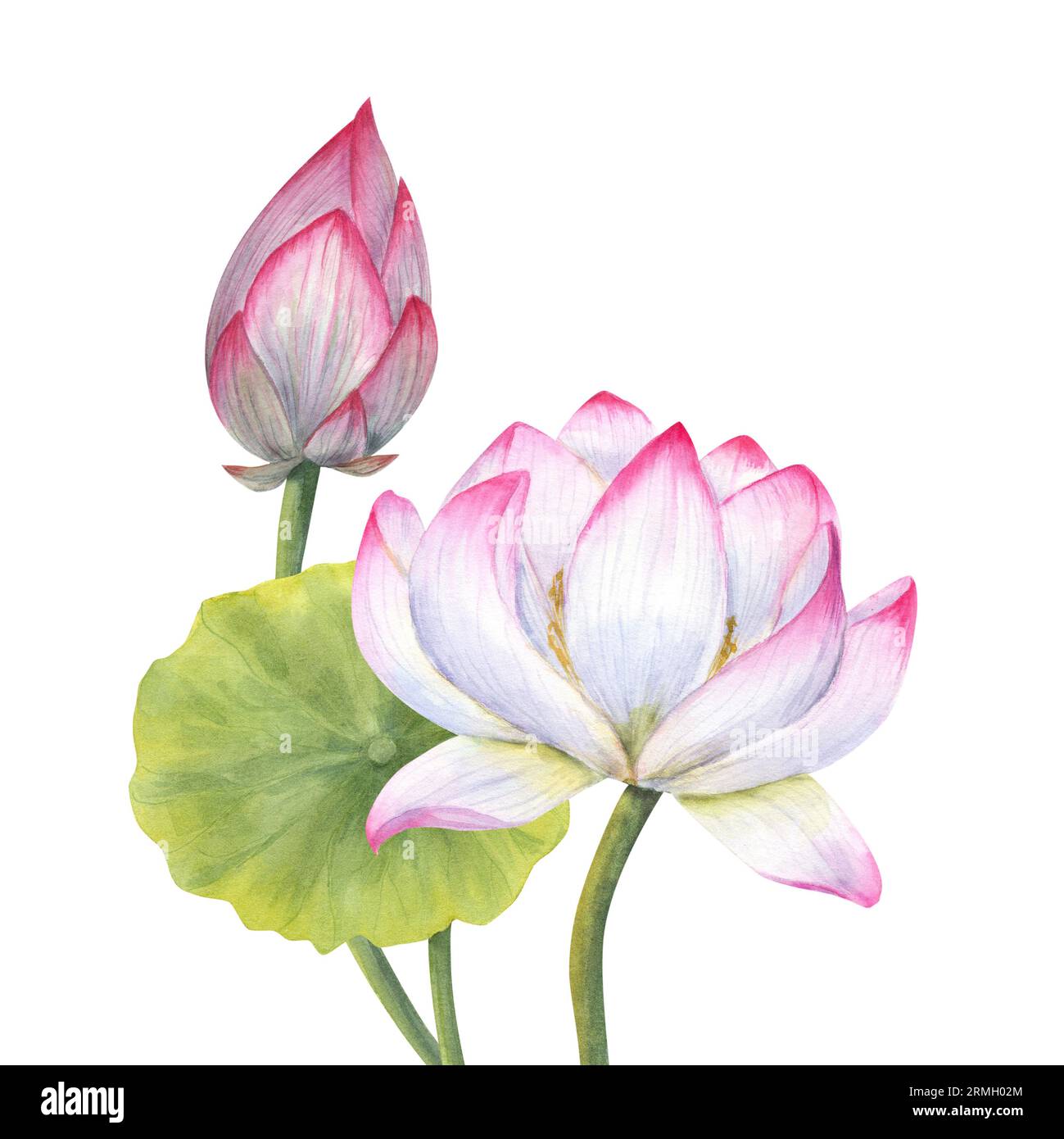 Bouquet with pink Lotus flower, Bud and Leaf. Delicate blooming Water Lily Watercolor illustration isolated on white background. Stock Photo