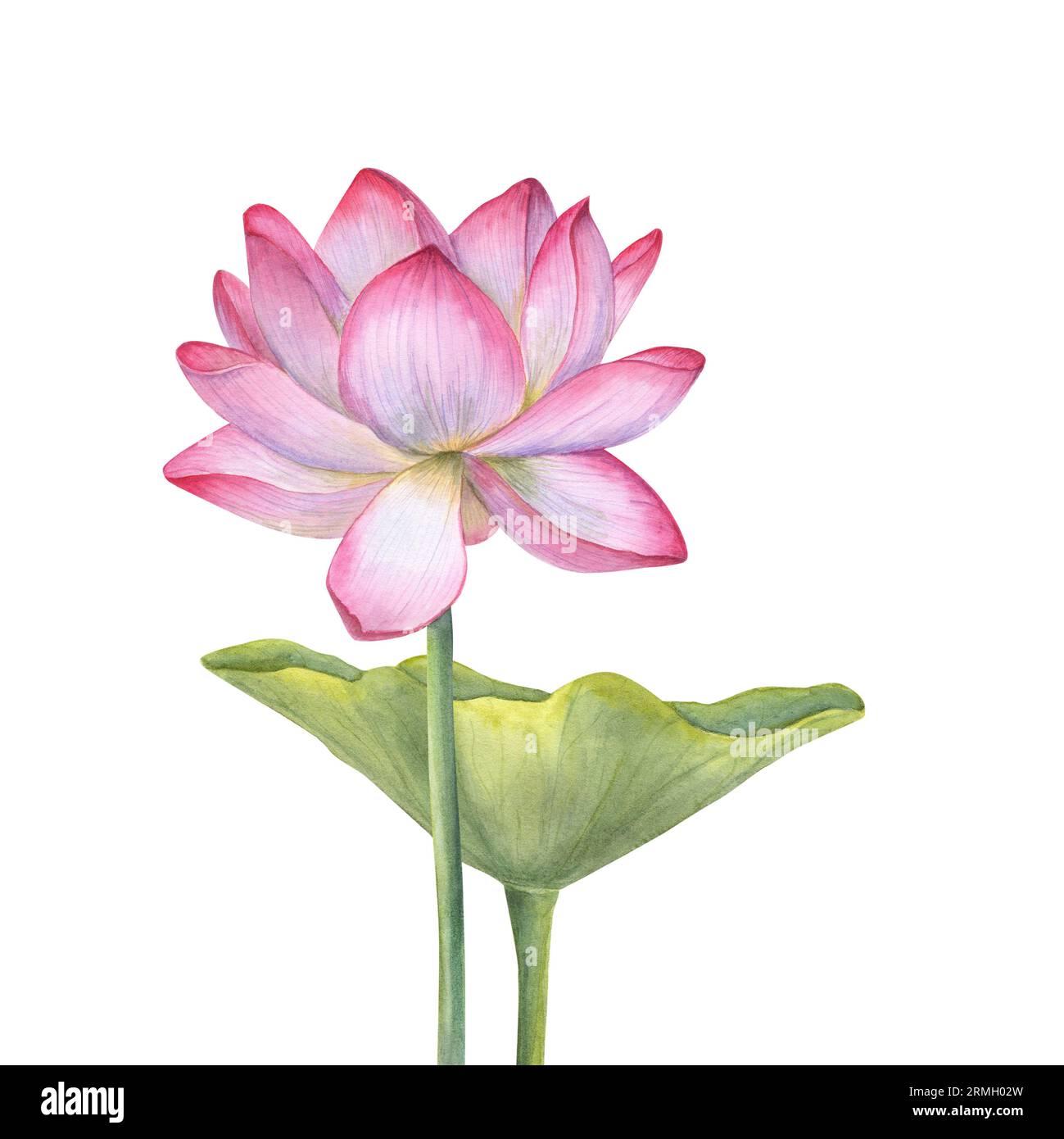Pink Lotus flower and green Leaf. Blooming Water Lily. Watercolor ...
