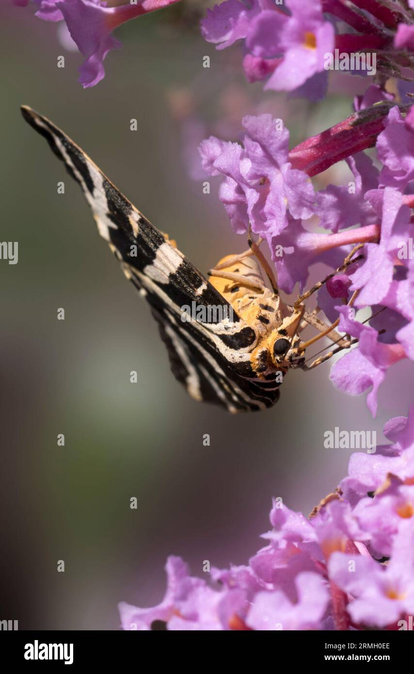 Wood Tiger Moth Parasemia plantaginis Stock Photo