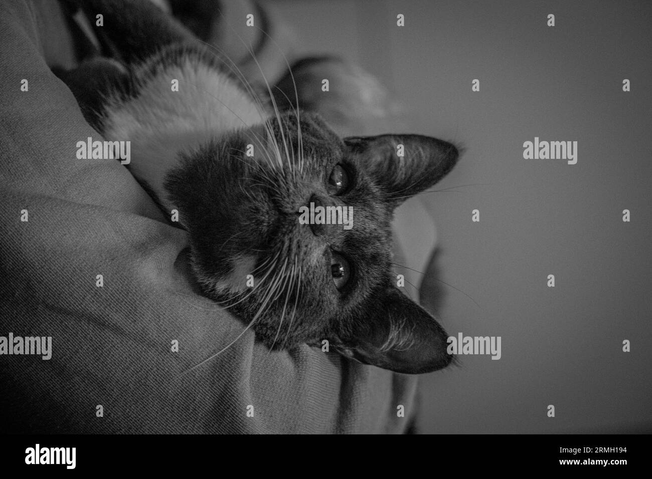 Cat close up Black & white Stock Photo