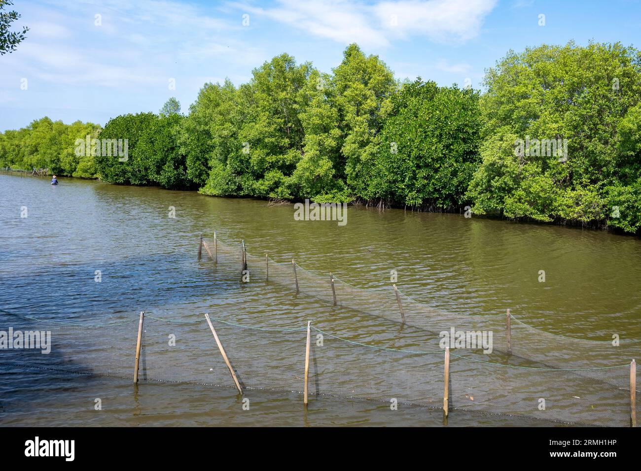 Fishing nets are set to catch fish in coastal water with mangrove trees
