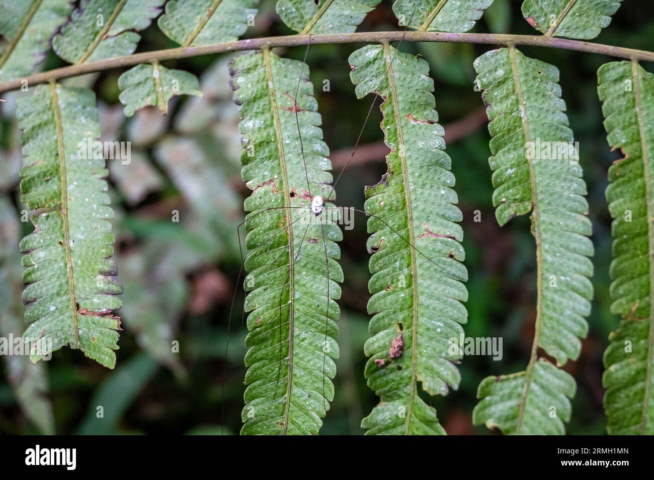 A Daddy Longleg spider on a green fern leaf. Java, Indonesia. Stock Photo