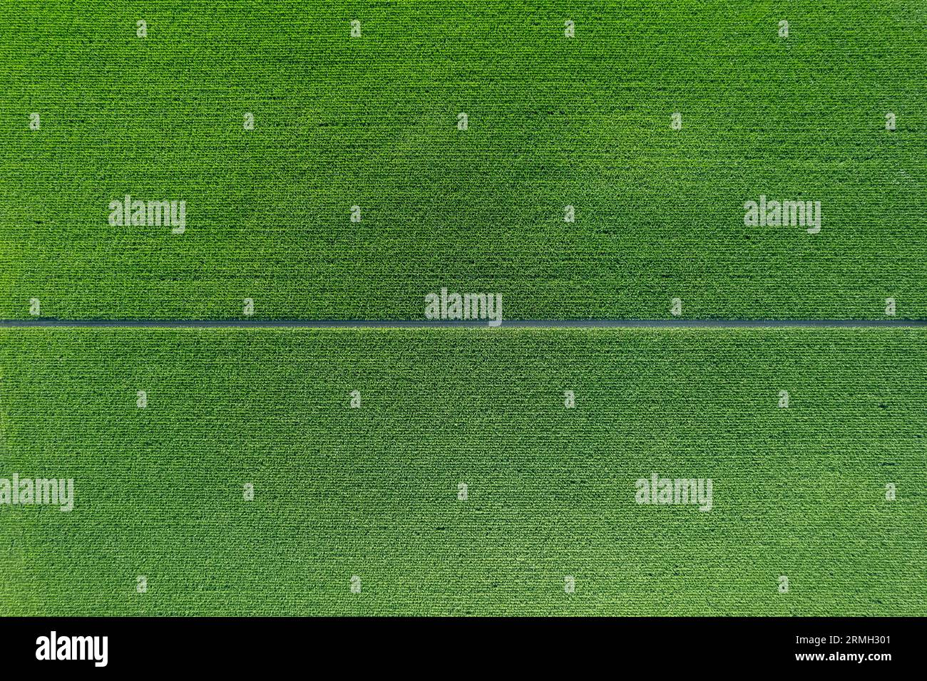 Corn field aerial weed hi-res stock photography and images - Alamy