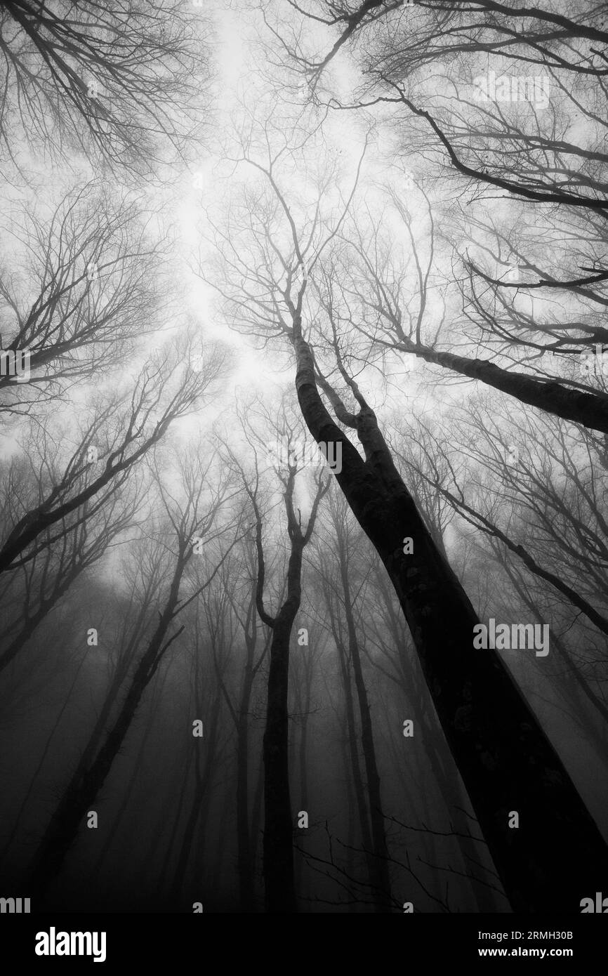 Trees in the middle of fog Stock Photo - Alamy