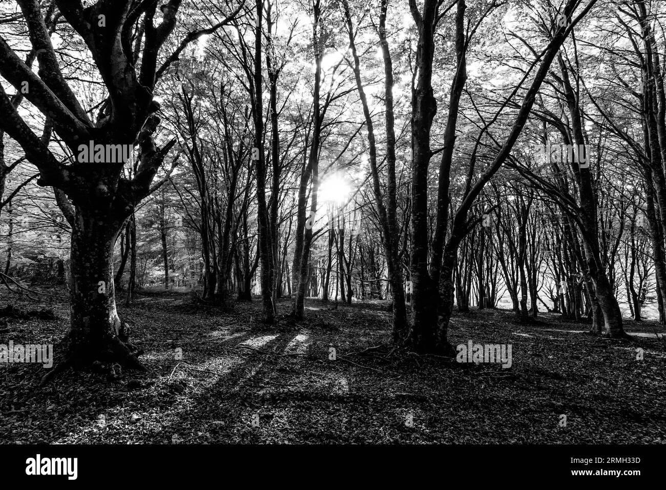 Monte Cucco forest at sunset with low sun filtering through trees Stock Photo