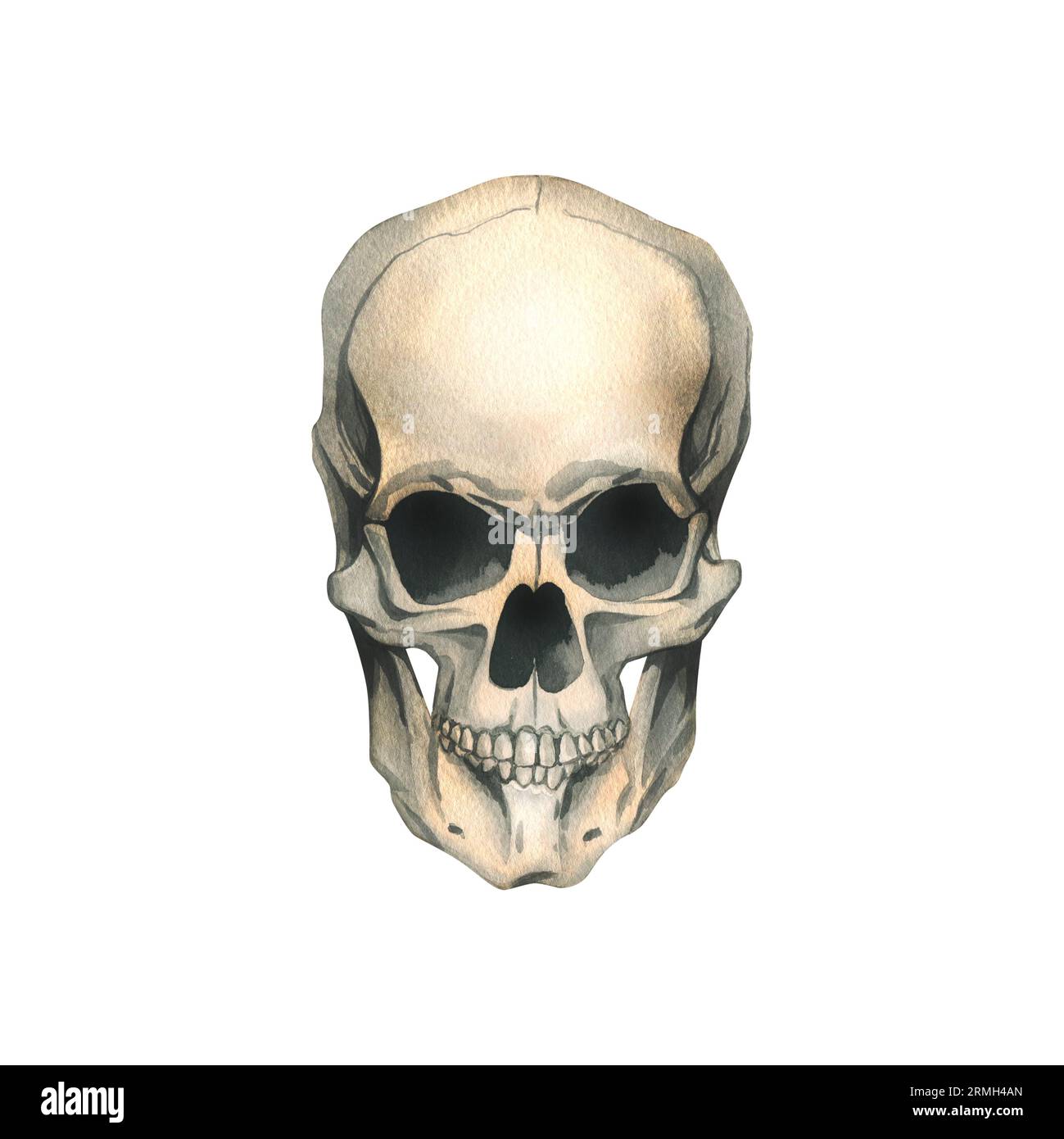 Human skull full face realistic evil, terrible, spooky. Hand drawn  watercolor illustration for day of the dead, halloween, Dia de los muertos  Stock Photo - Alamy