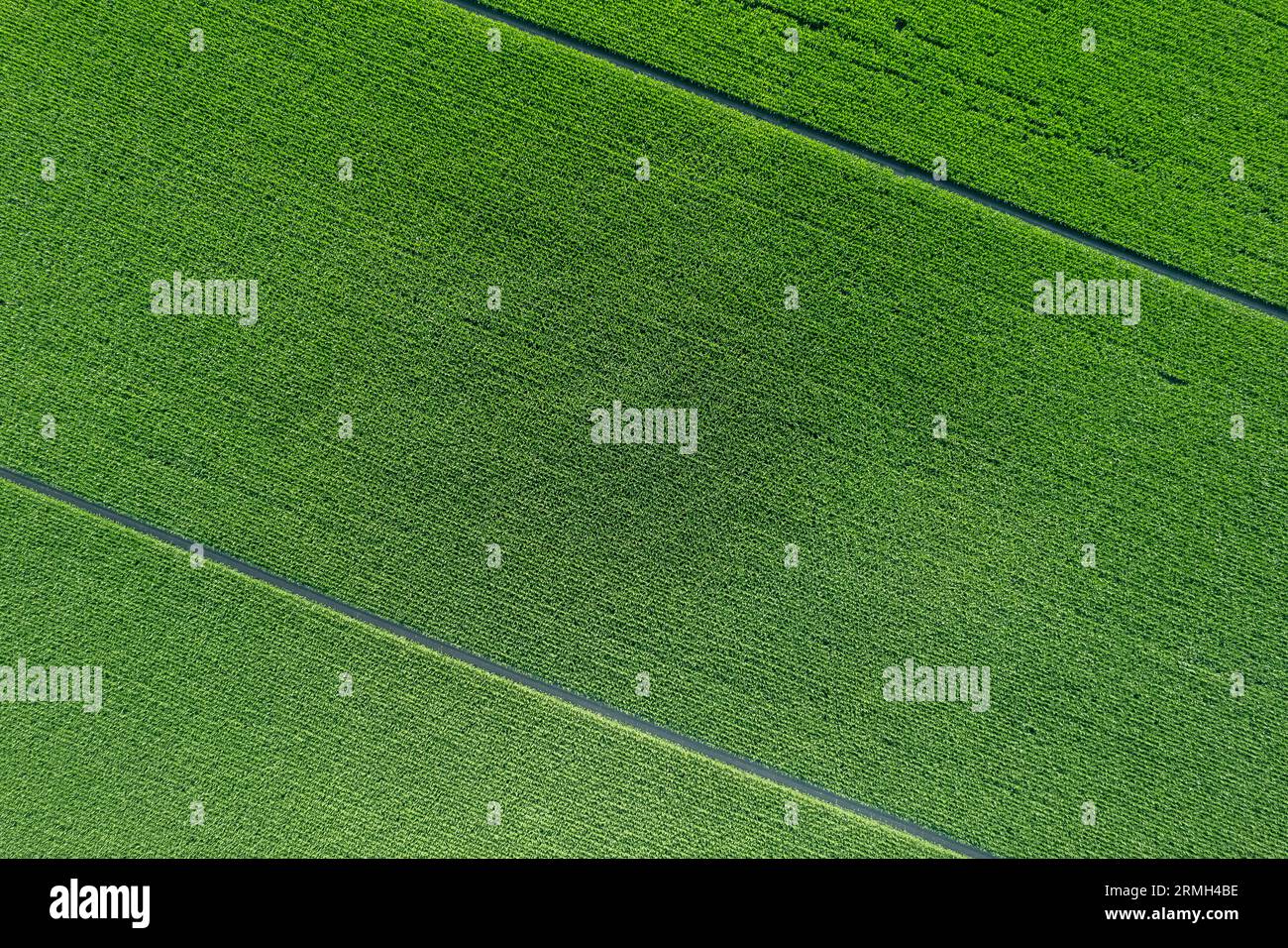 Aerial flyover wheat field hi-res stock photography and images - Alamy