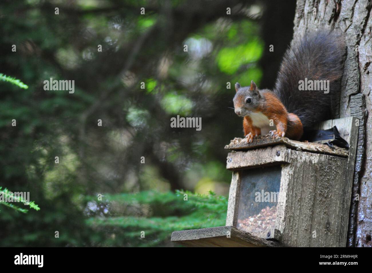 A red squirrel (Sciurus vulgaris) in woodland on Isle of Arran, Scotland Stock Photo