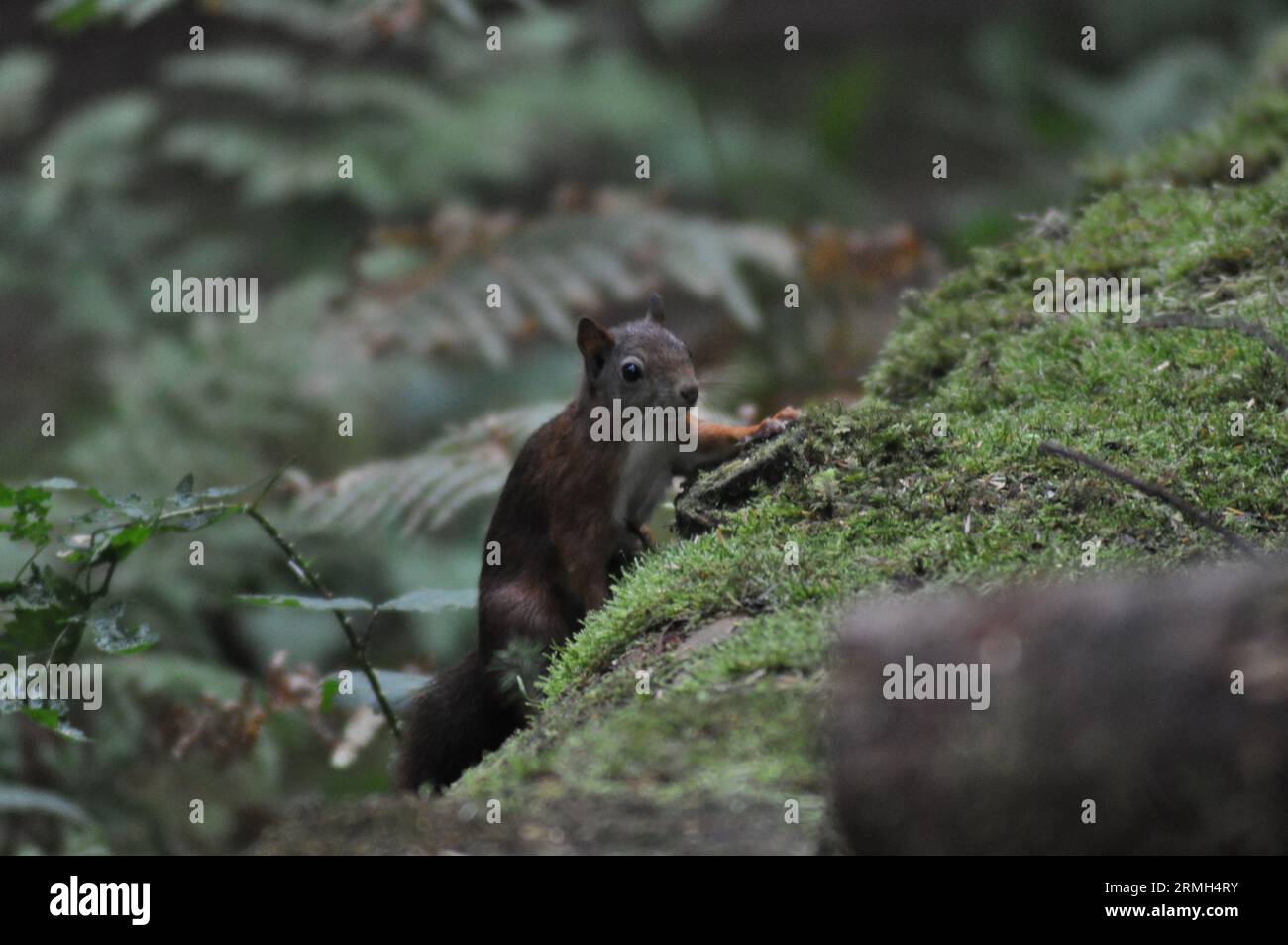 A red squirrel (Sciurus vulgaris) in woodland on Isle of Arran, Scotland Stock Photo
