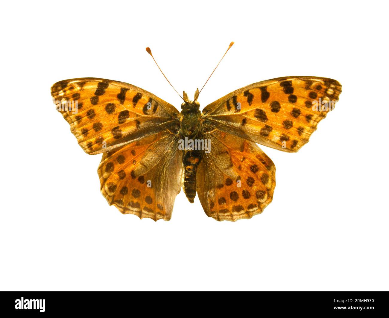 Orange butterfly with black dots and open wings in a top view as a flying insect butterflies. Breed Argynnis niobe isolated on white background. Stock Photo