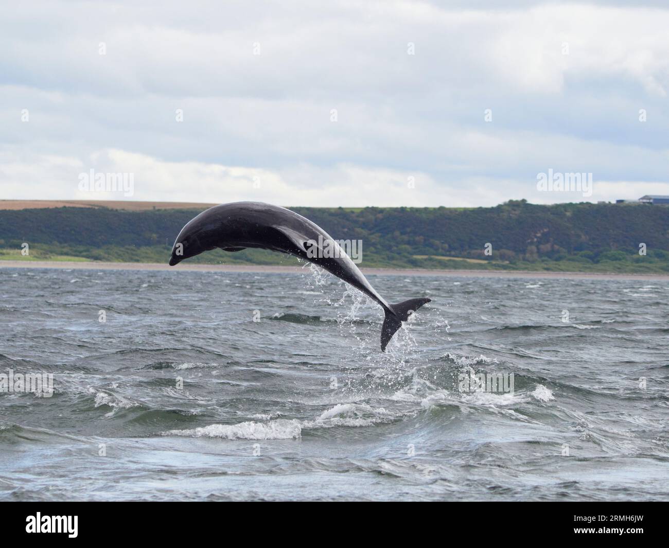 Scottish whale watching hires stock photography and images Alamy