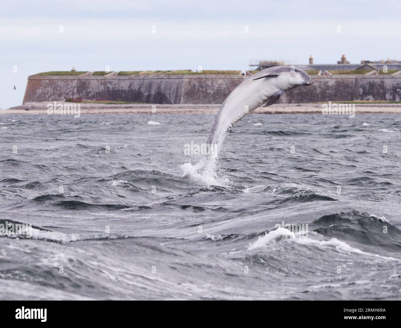 Bottlenose dolphin (Tursiops truncatus) breaching, jumping, leaping in the Moray Firth, Scotland, UK Stock Photo