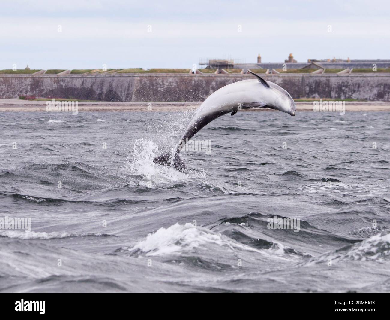 Bottlenose dolphin (Tursiops truncatus) breaching, jumping, leaping in the Moray Firth, Scotland, UK Stock Photo