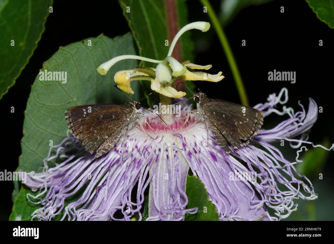 Bells roadside skippers hires stock photography and images Alamy