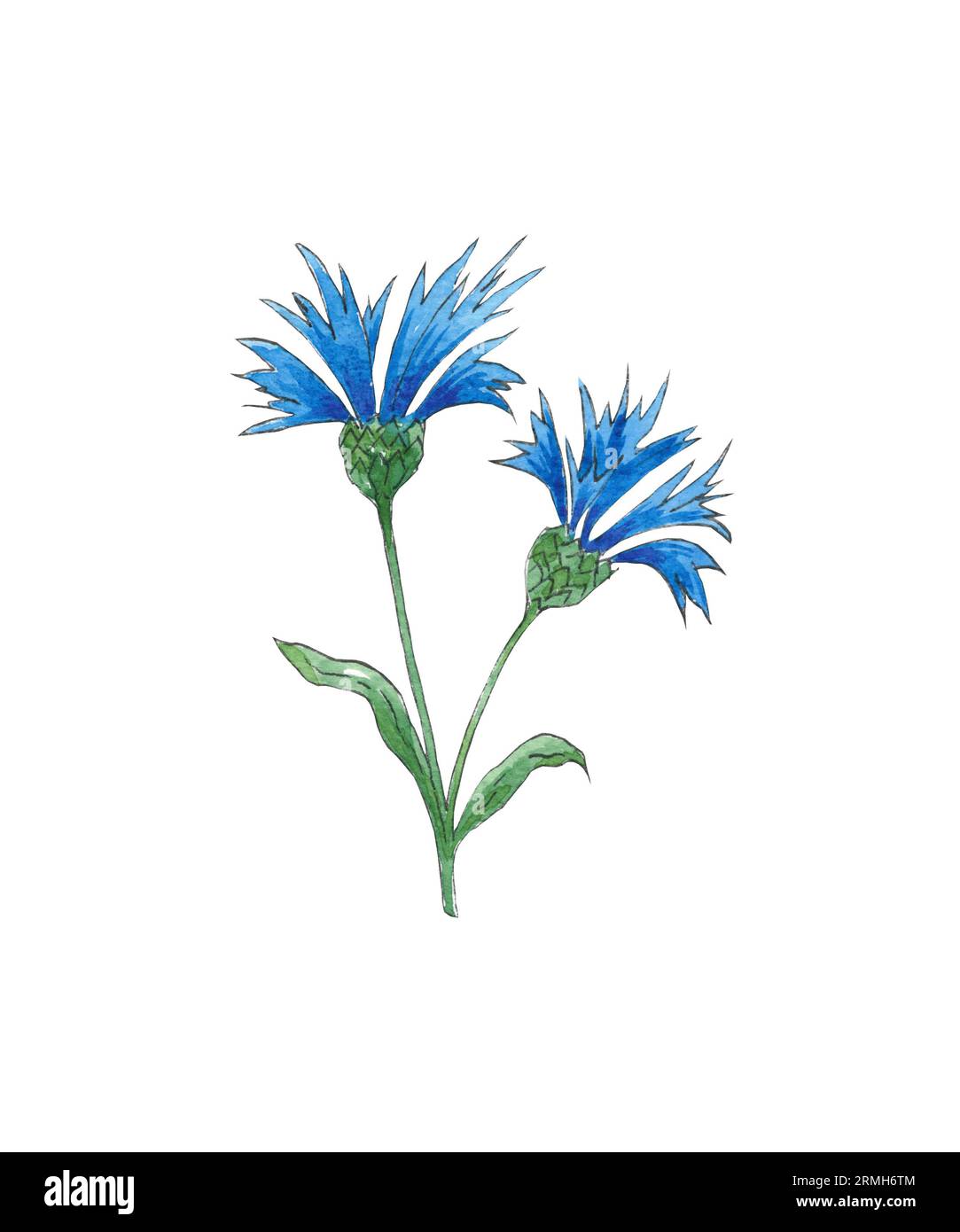 Watercolor isolated wildflower hand-painted in watercolor for wedding, holiday and decorative design. Blue cornflower flower and greenery Stock Photo