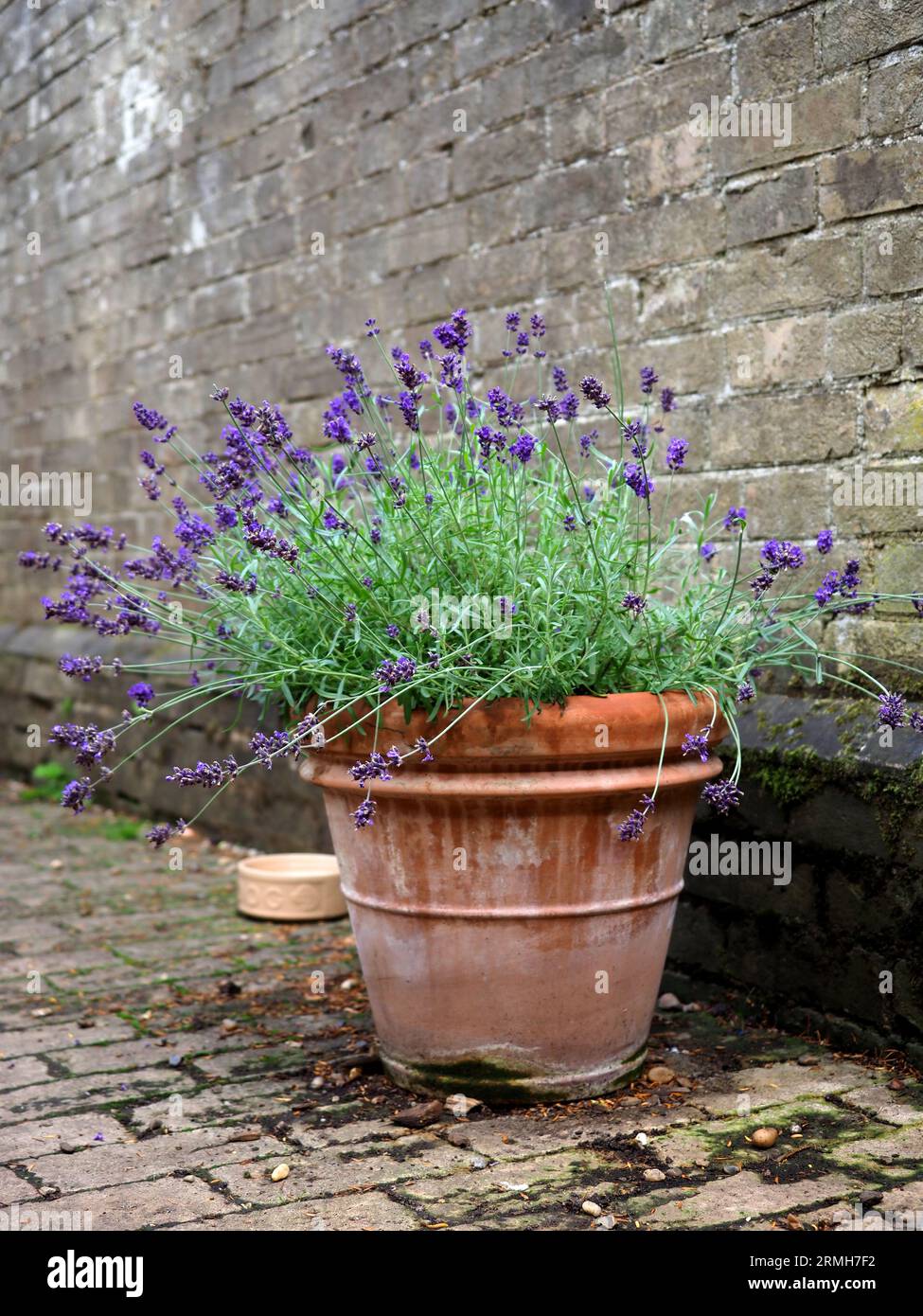 Growing lavender in a pot hi-res stock photography and images - Alamy