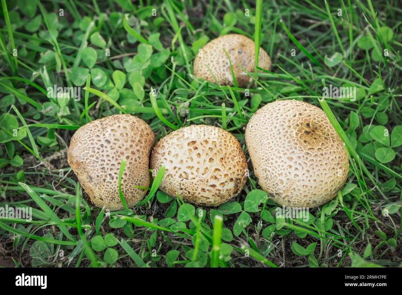 Common puffball  (L.Scleroderma citrinum). A small colony of inedible puffball mushrooms in late August Stock Photo