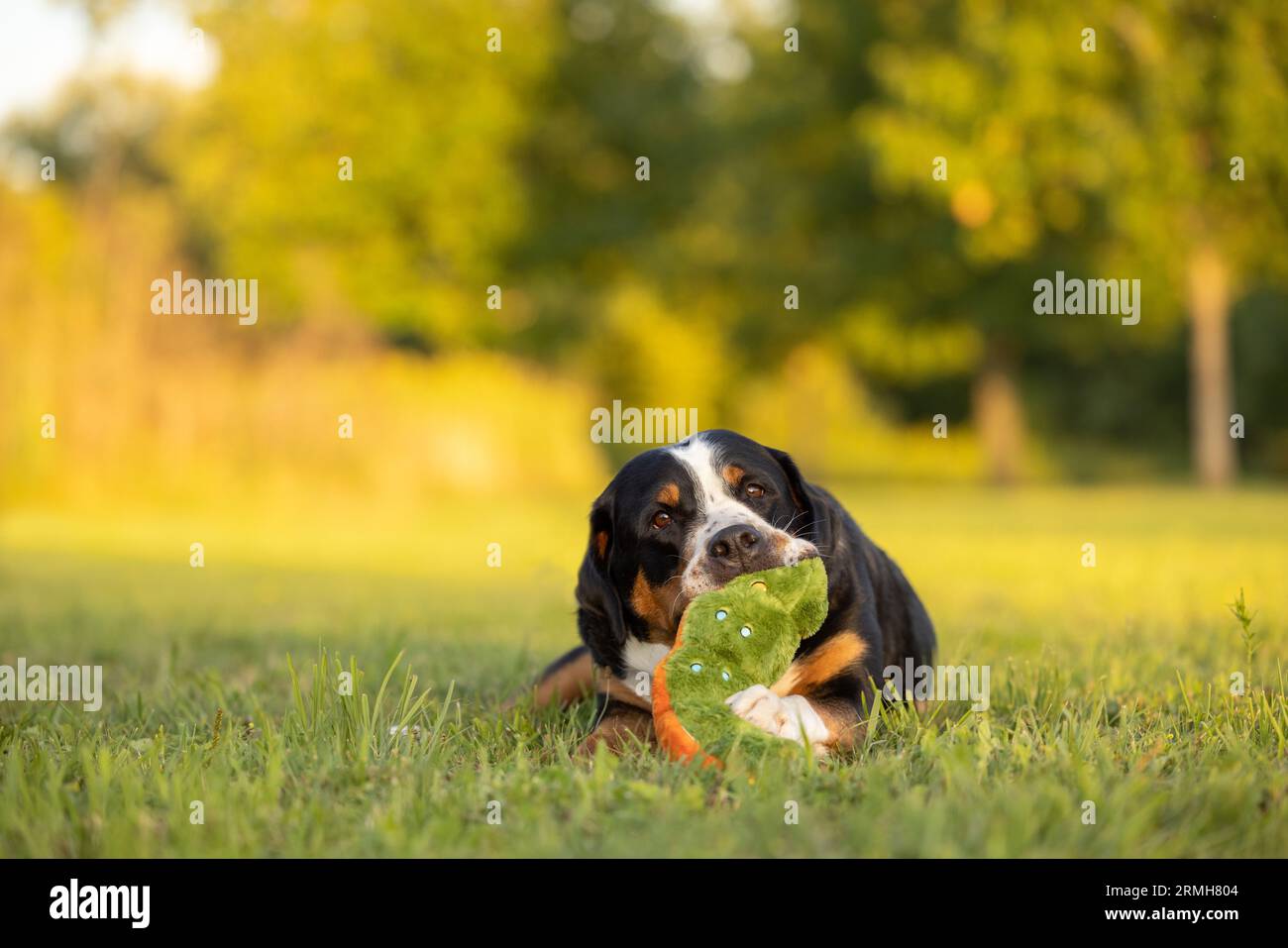 A Greater Swiss Mountain Dog lays in a backyard while playing with a plush dog toy Stock Photo