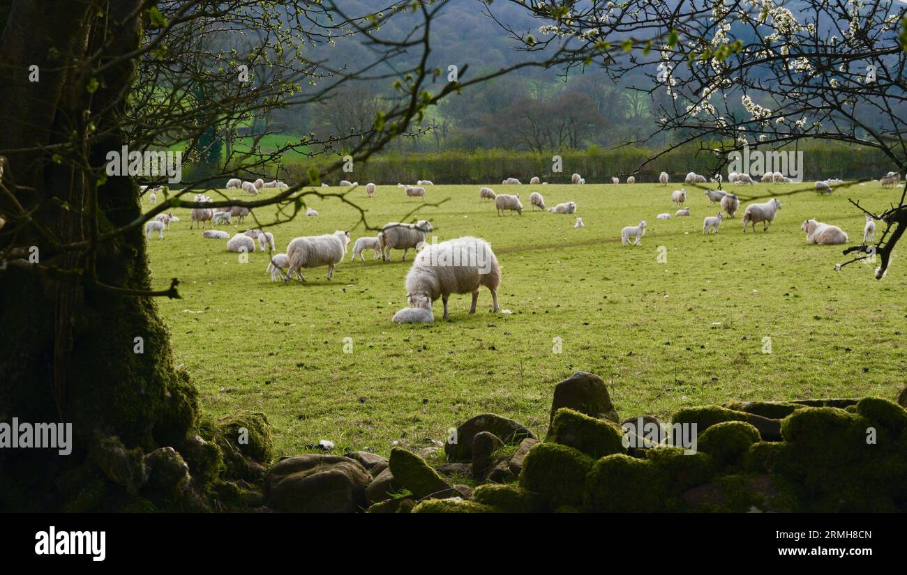 Welsh lambs in the Brecon Beacons, Wales. A springtime countryside ...