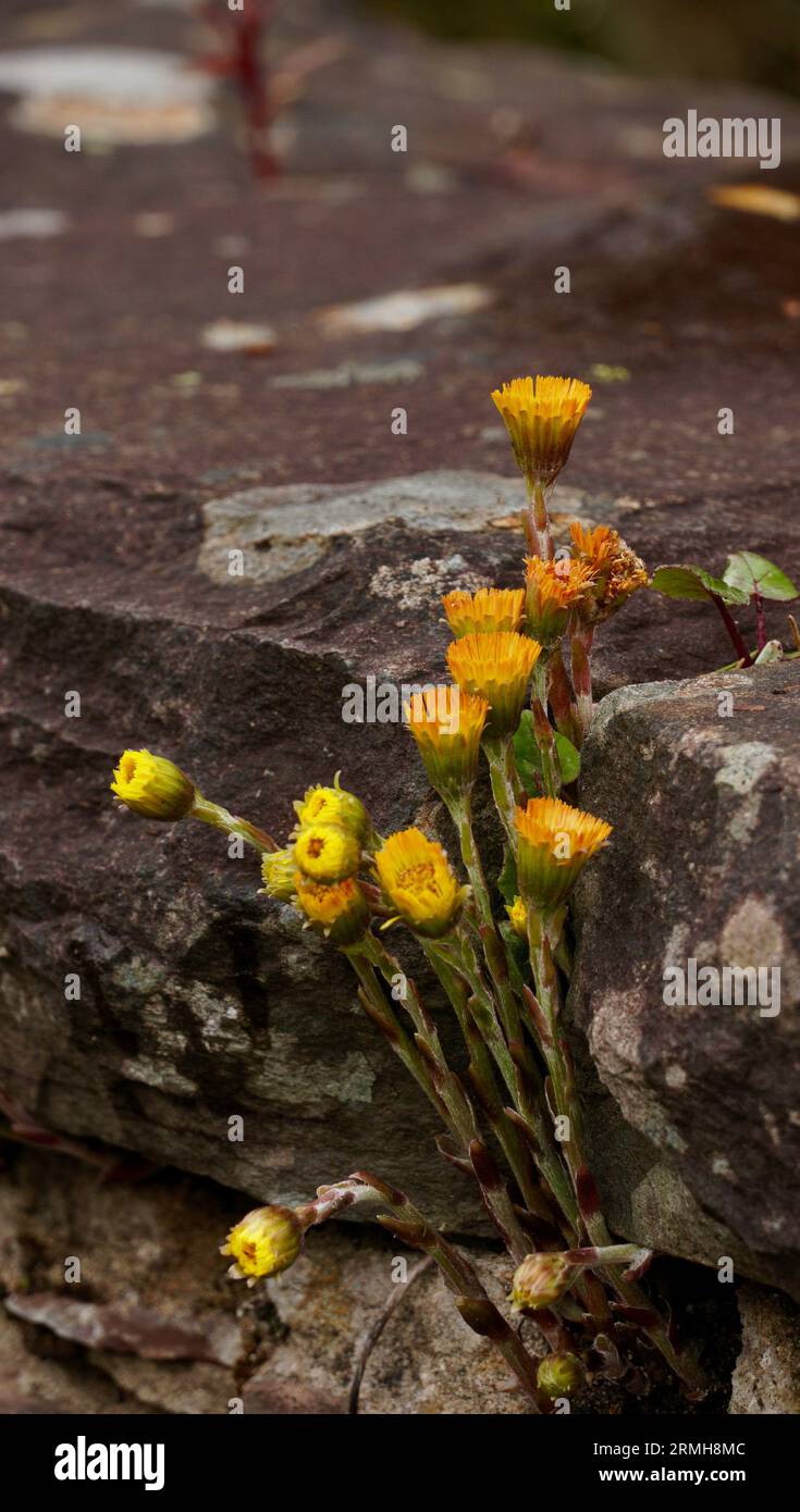 Weeds growing in stone steps hi-res stock photography and images - Alamy