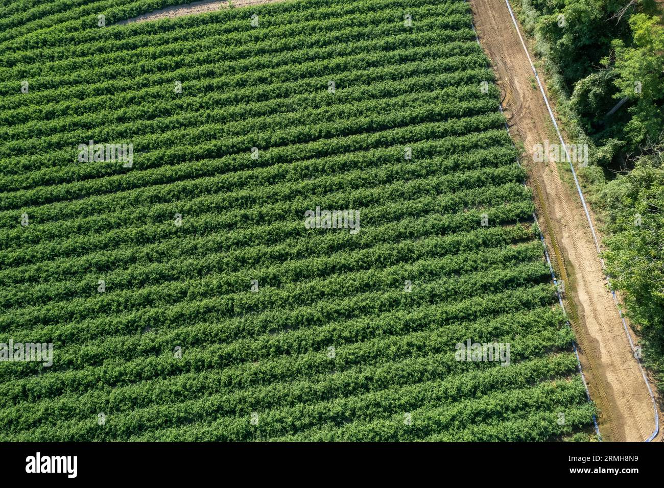 Tomato plantation in stripes, irrigated. by drop, aerial view, flyover Stock Photo