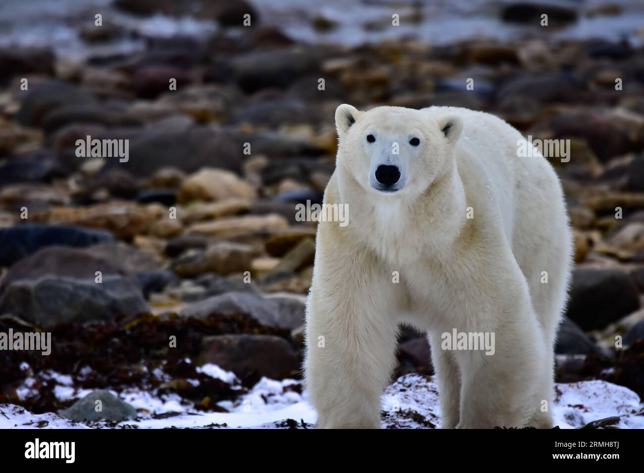 Closeup of a Polar Bear in Churchill, Canada. Stock Photo