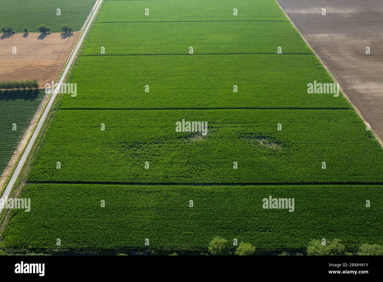 Corn field aerial weed hi-res stock photography and images - Alamy