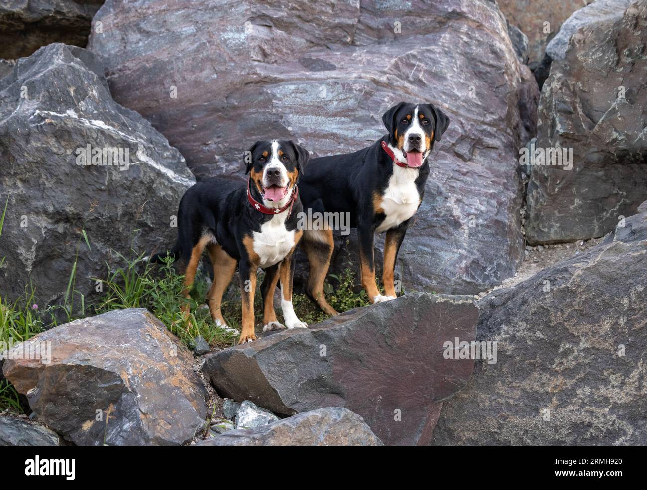 Two happy Swiss Mountain dogs against large stone boulders Stock Photo