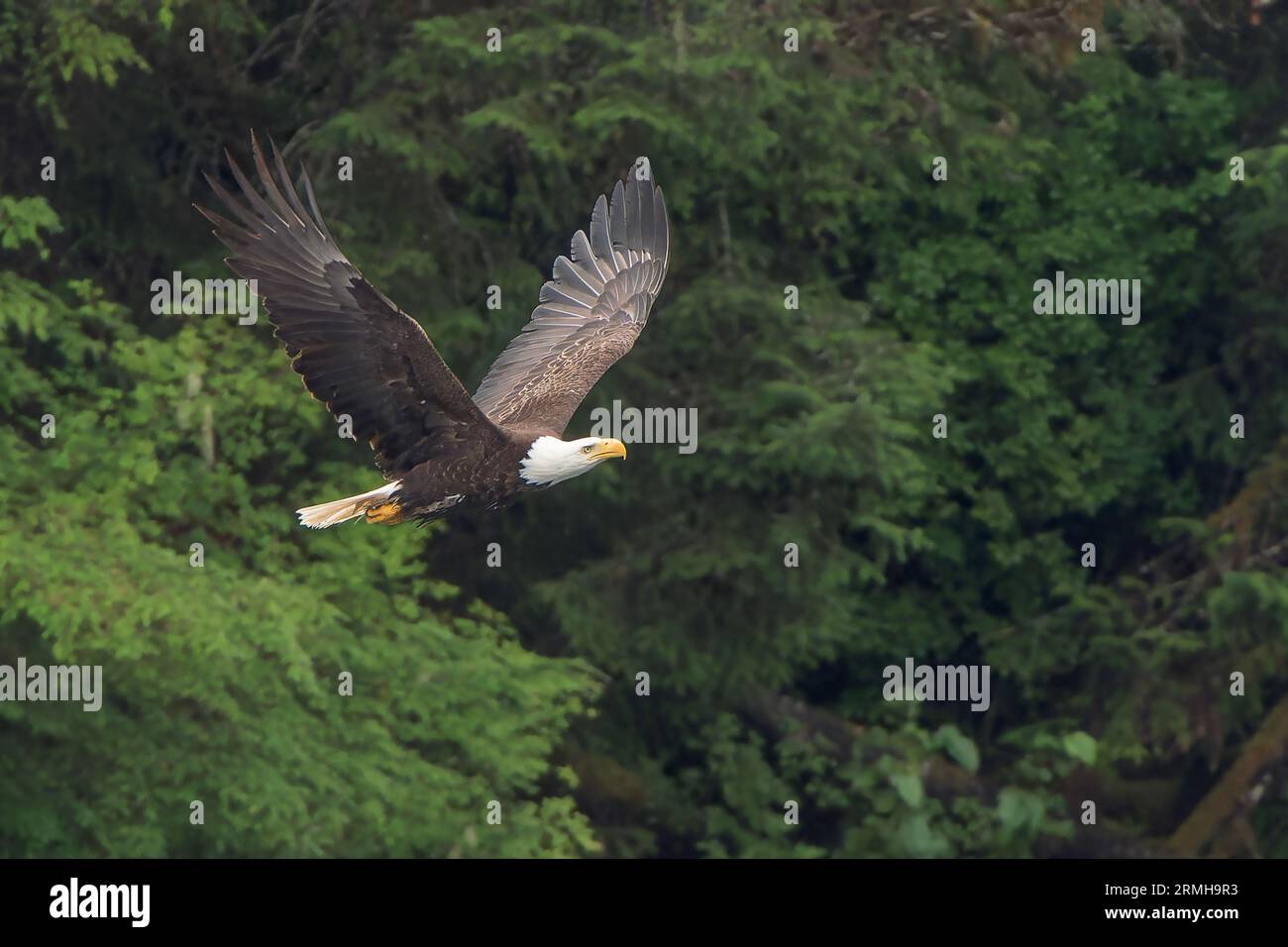 American Bald Eagle, Haliaeetus leucocephalus, single adult flying near