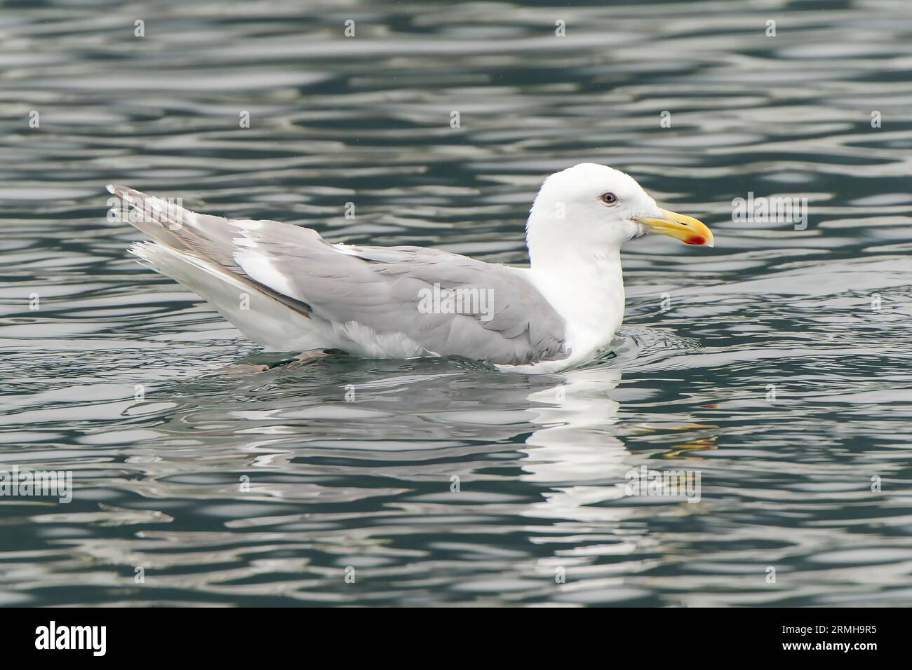 Glaucous-winged Gull, Larus glaucescens, single adult swimming on sea, Sitka, Alaska, USA Stock Photo