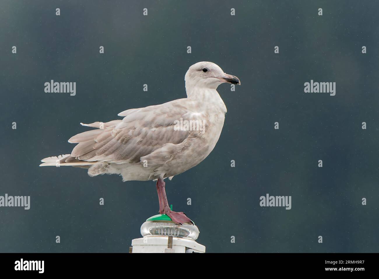 Glaucous-winged Gull, Larus glaucescens, single juvenile bird standing on post, Sitka, Alaska, USA Stock Photo