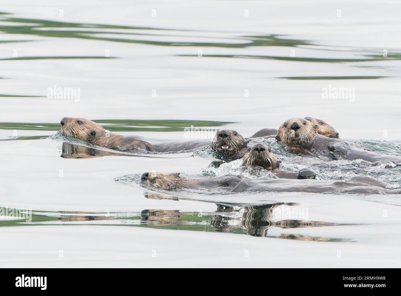 Sea Otter, Enhydra lutris, close-up of a group of animals swimming in sea, Sitka, Alaska11 August 2023 Stock Photo