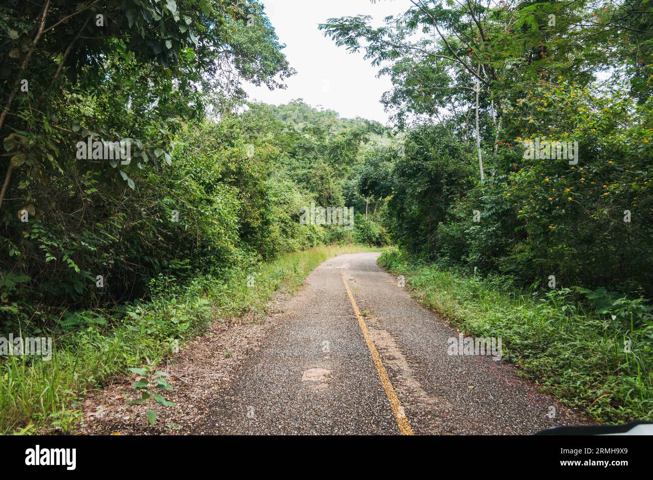 an overgrown backcountry road in rural Belize Stock Photo