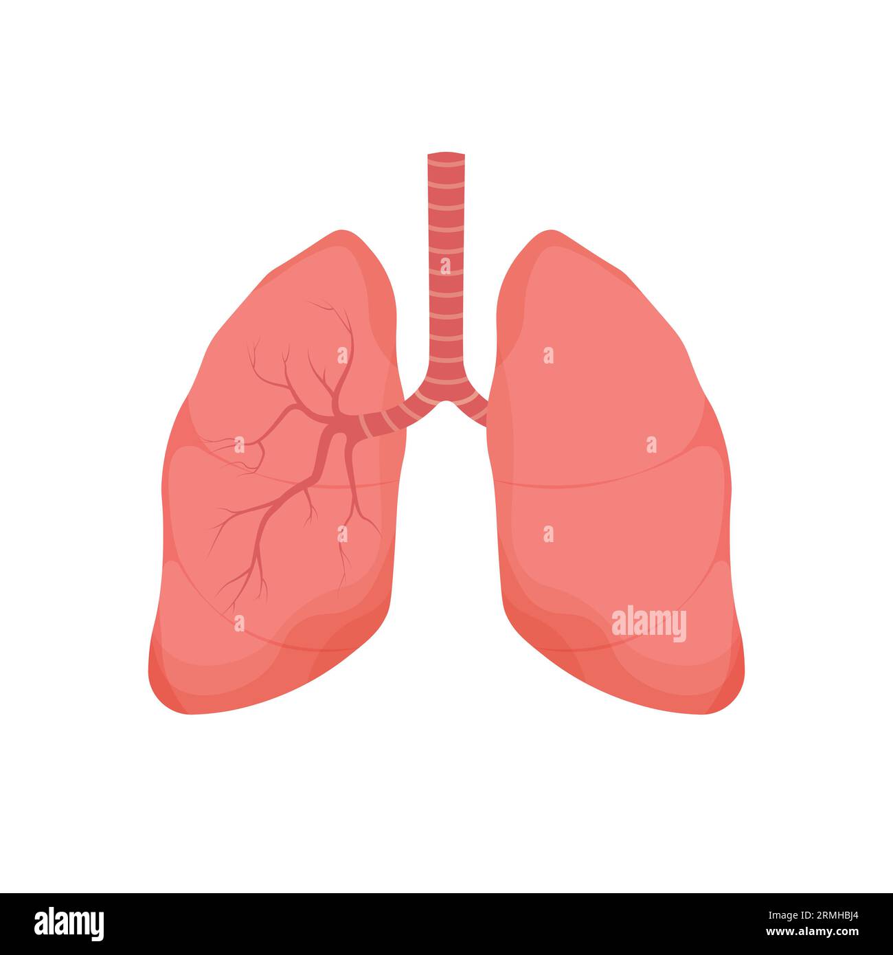 Healthy Lungs - human internal organ. Respiratory system icon. Anatomy ...