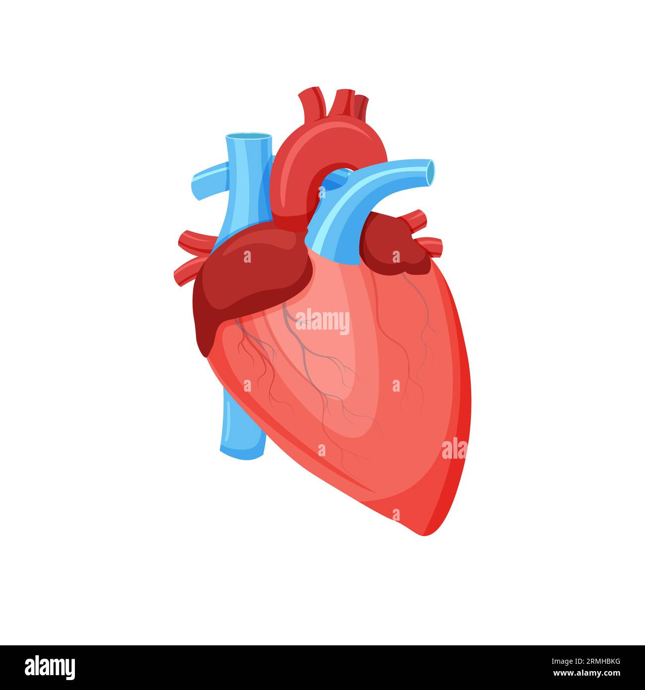Human Heart strength as an open cardiovascular organ with a punch as a  medical symbol for fighting cardiology related disease Stock Photo - Alamy