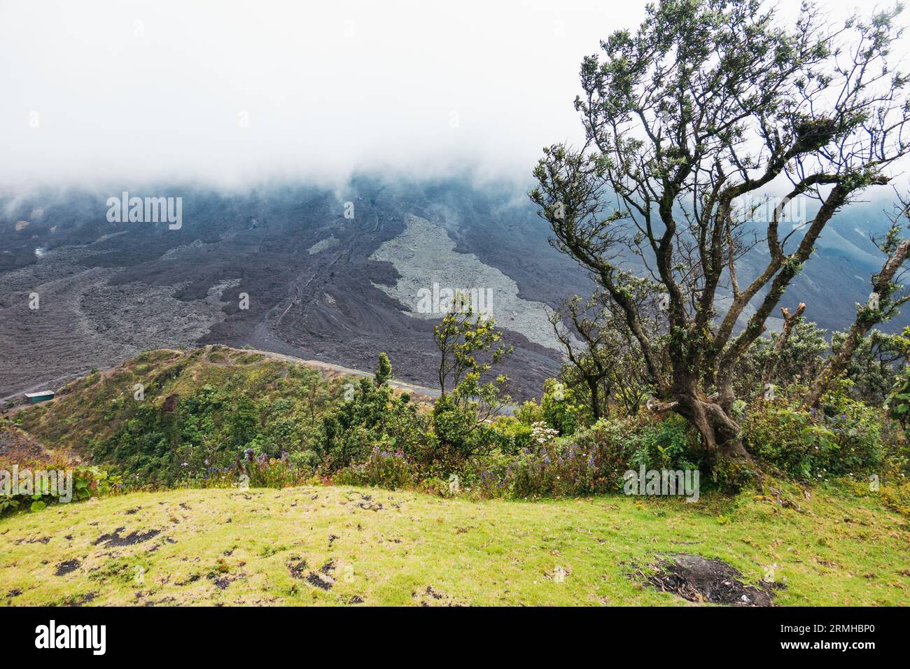 a windswept tree atop a ridge at Pacaya Volcano, Guatemala Stock Photo