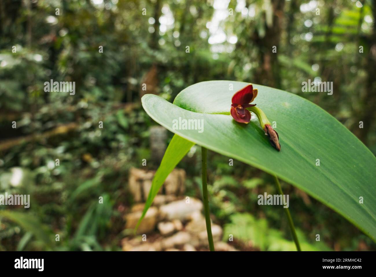 a small, crimson red Pleurothallis micro orchid at Orquigonia Orchid Sanctuary, Cobán, Guatemala Stock Photo