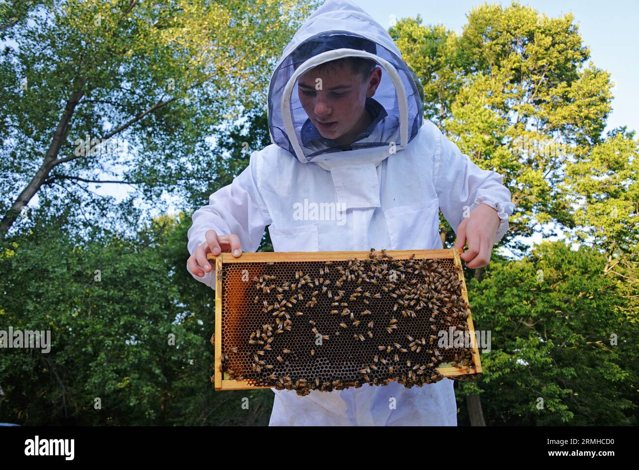 child beekeeper teen boy Stock Photo